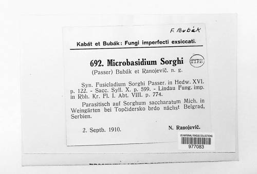 Hadrotrichum sorghi image